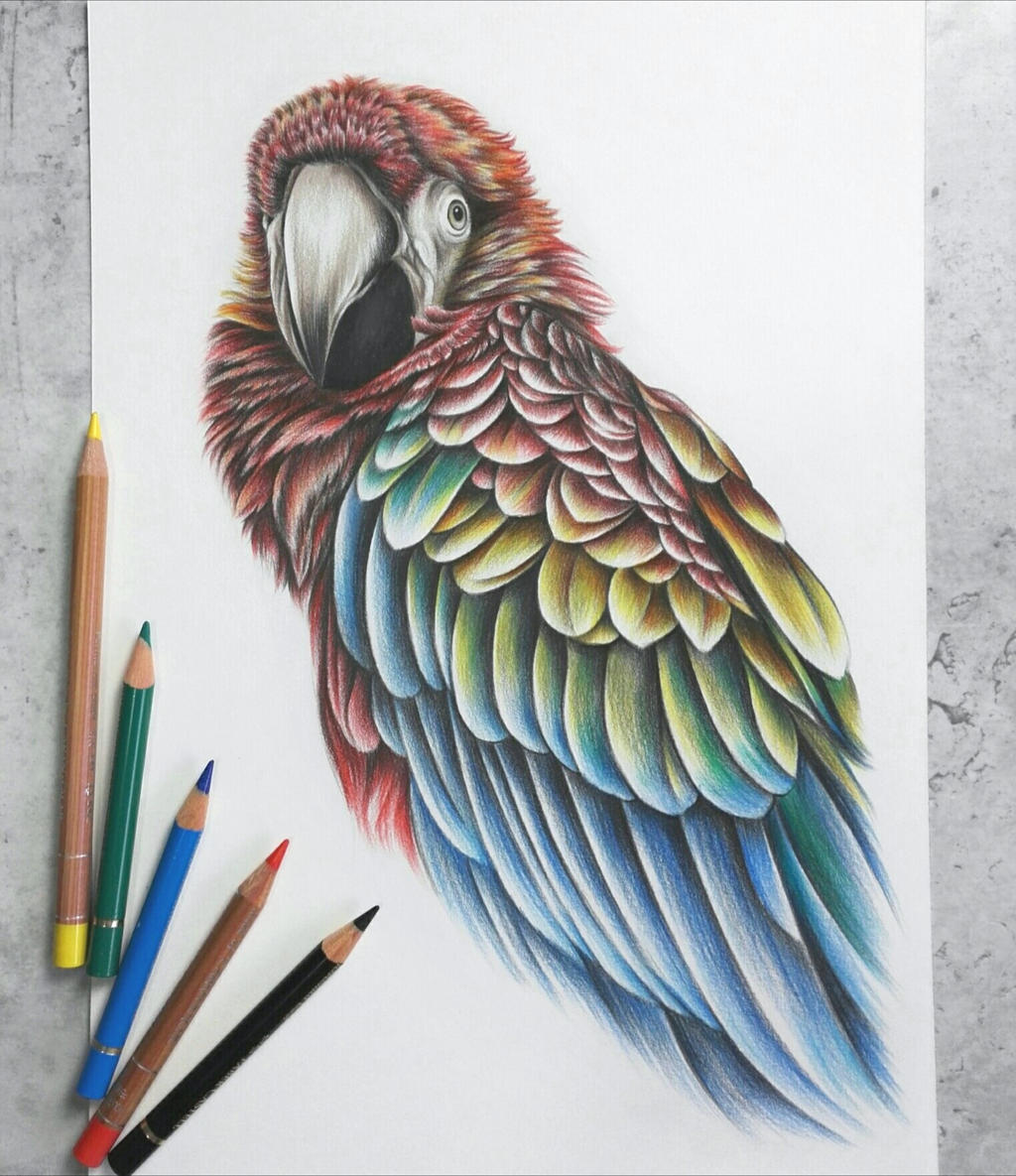 Scarlet Macaw :)
