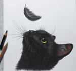 Cat and feather