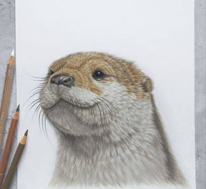 Otter :)