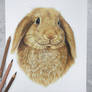 Brown bunny :)