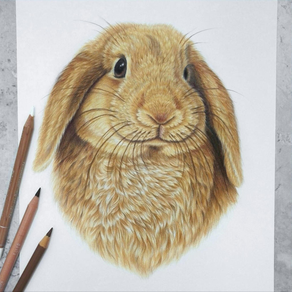 Brown bunny :) by AnnasDrawing on DeviantArt