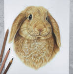 Brown bunny :)