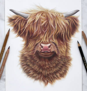 Highlandcow :)