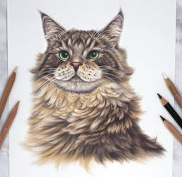 Maine coon :)