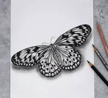 Butterfly2