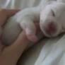 puppy newborn sleeping