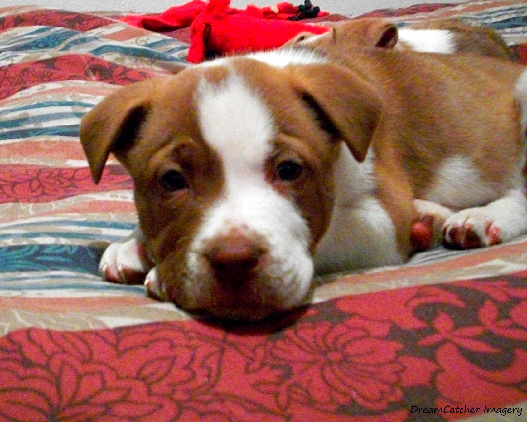 Pitbull Puppy