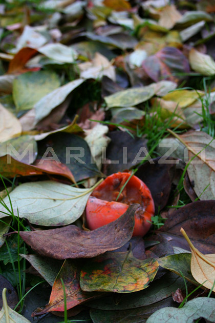 half-eaten persimmon