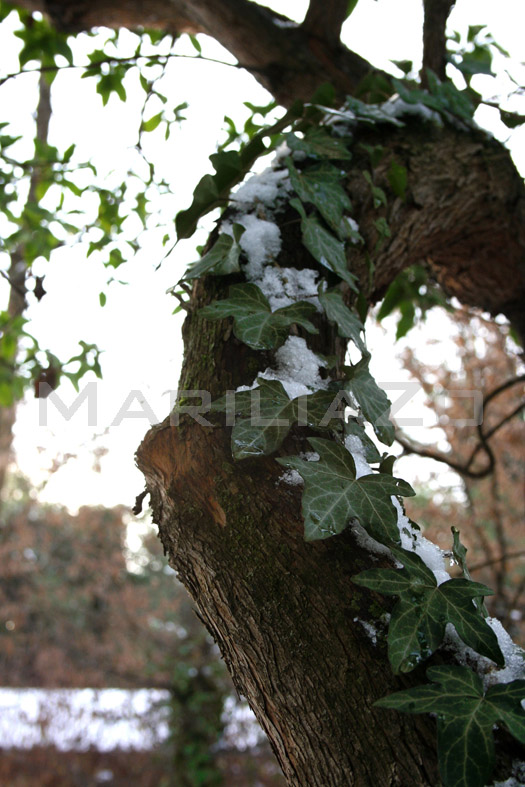 branch ivy snake