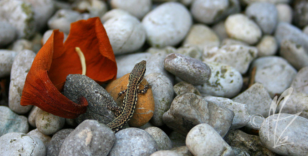 little lizard on yellow rock