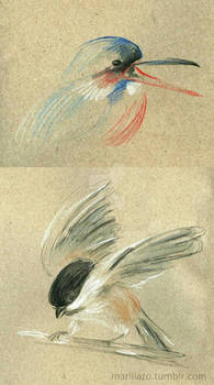 some fast birds sketch