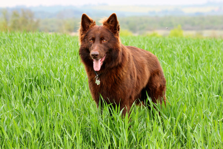 Standing In The Grass