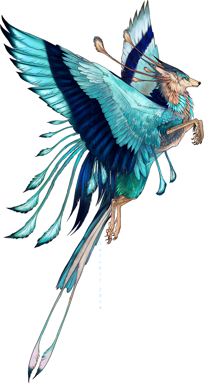 Indian Roller Feonix adopt