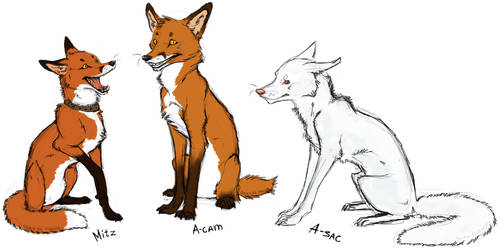 Three Foxes