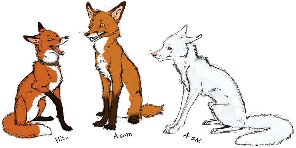 Three Foxes