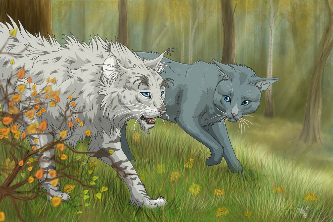Bluestar!! I'm doing the 100 warrior cat challenge and Bluestar is