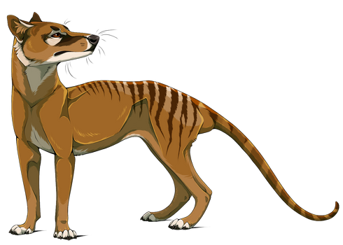 Thylacine