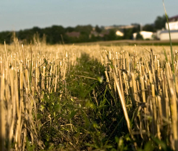 stubble-field