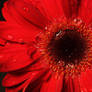 crimson gerbera