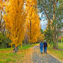 The Poplar Trail