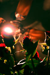 Roses To The Light