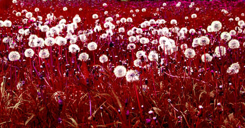 Sanguinary Dandelions