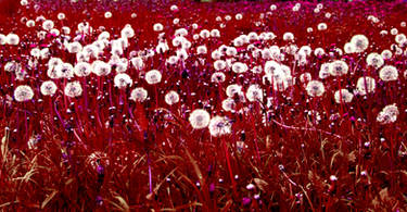 Sanguinary Dandelions