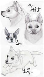 Old stuff - Pet sketches