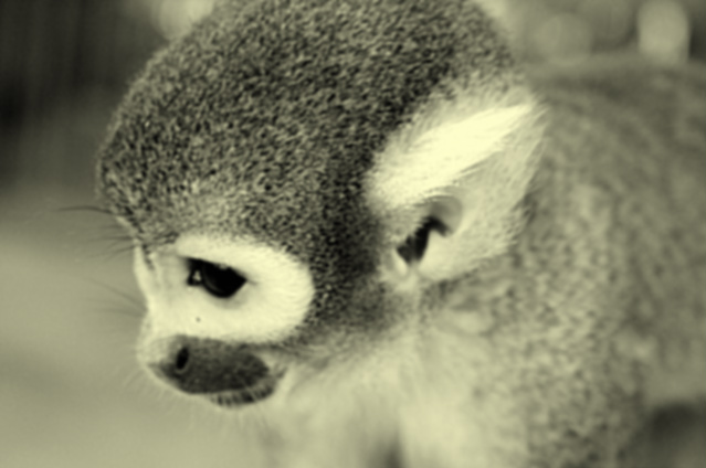 Squirrel Monkey