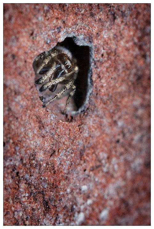 Jumping spiders hideout