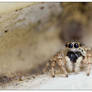 Cute Jumping spider