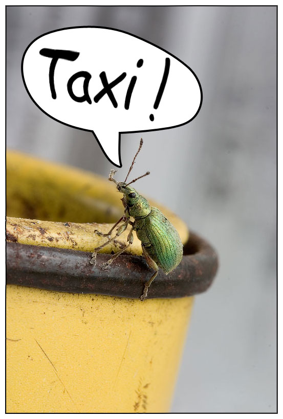 Taxi