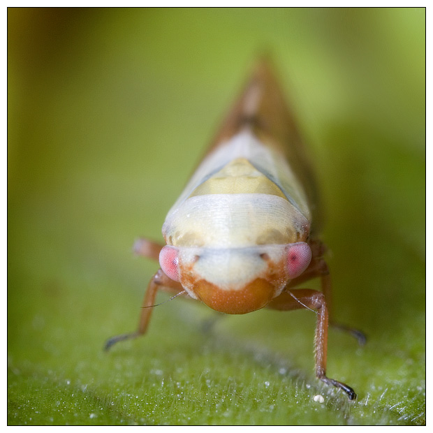 Leafhopper 2