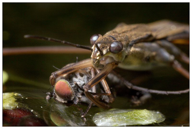 Pondskater eating