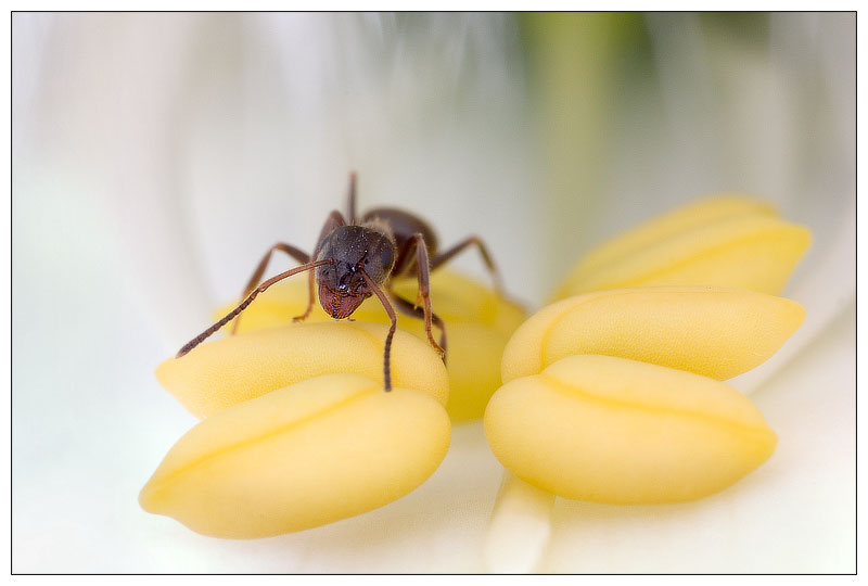 Inside a Foxglove flower 3