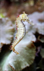 Seahorse01