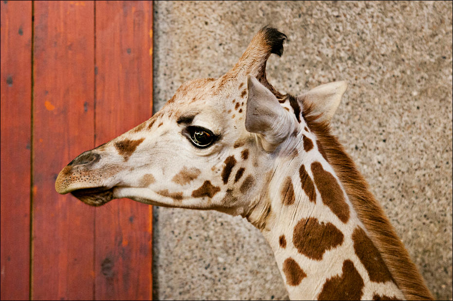 Giraffe01 by Stockimal