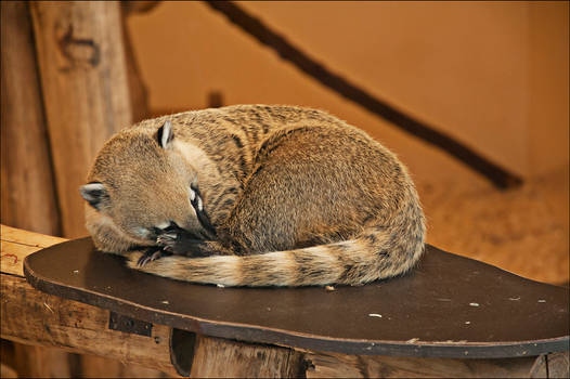 Coati01