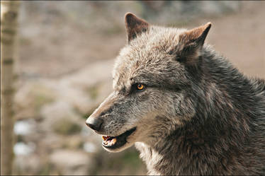 Wolf01