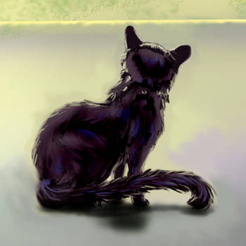 Black Cat