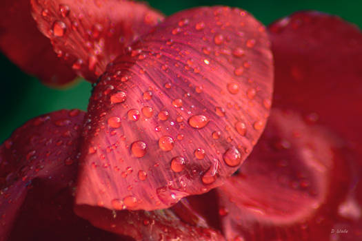 Raindrops on Poppies
