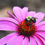 Bee On a Flower.