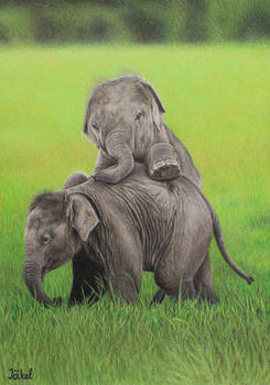 Baby Elephants