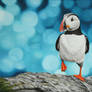 Acrylic Puffin