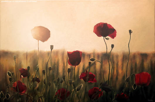 Poppies - acrylic painting