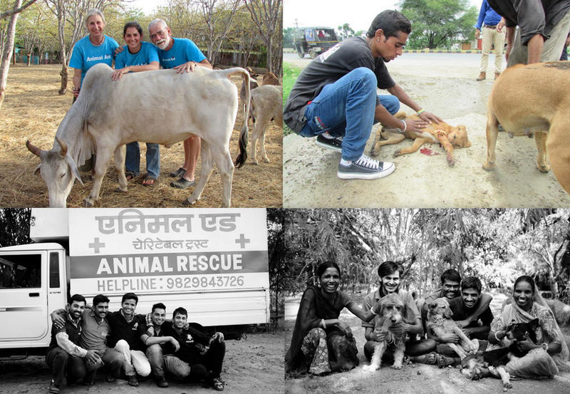 ANIMAL AID UNLIMITED, (UDAYPUR, RAJASTHAN) INDIA by GlovedOne7 on DeviantArt