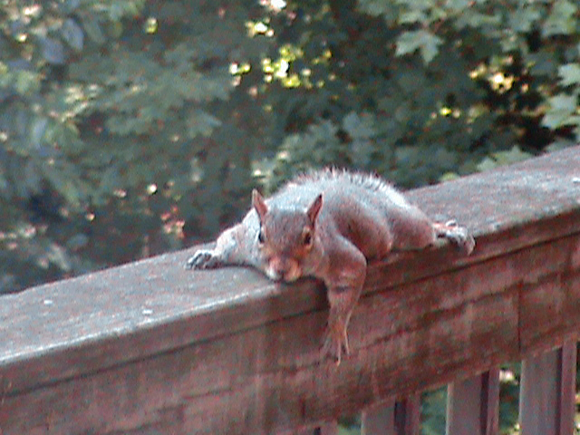 Lazy Squirrel