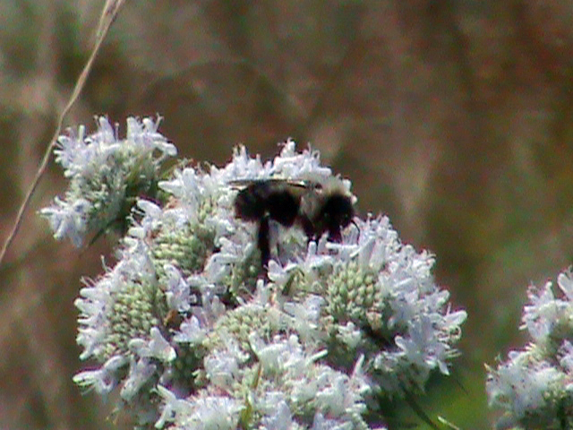 Bee on Mountain Mint Flower