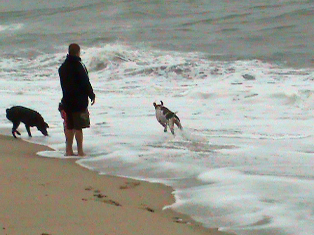 Dan, Daughter and Dogs