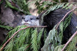 Asian Small Clawed Otter by Pallatsera